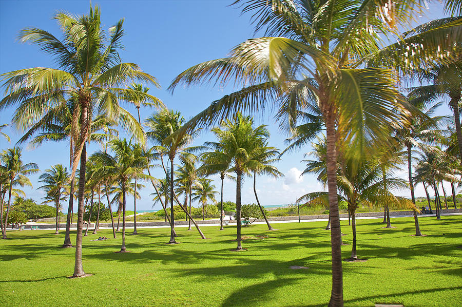 Palms, Green Lawn And Blue Sky In Resort Photograph by Barry Winiker