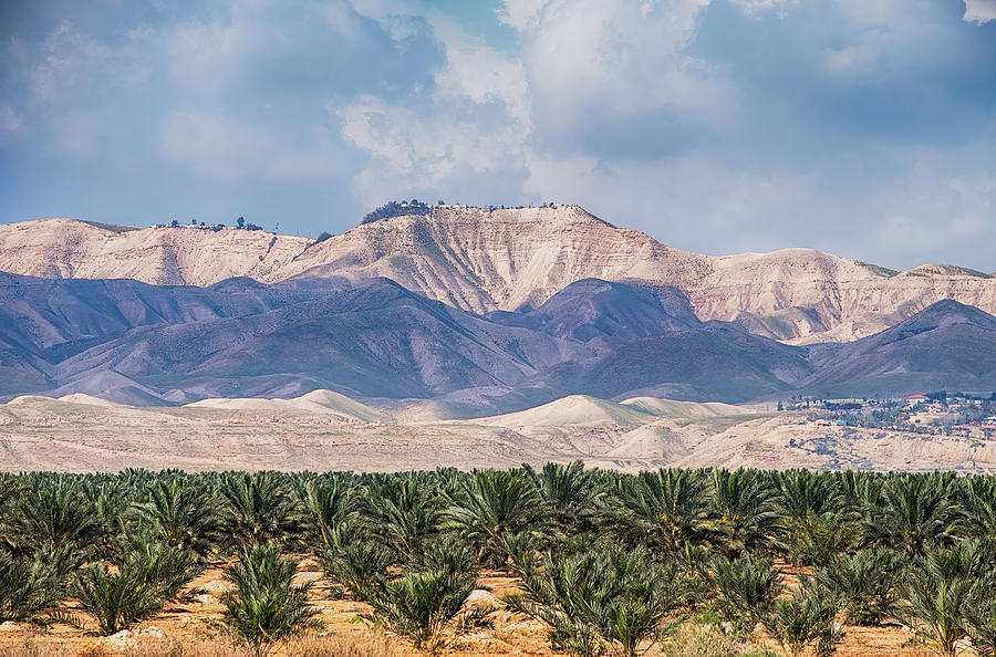 Palms in Jordan Valley, Israel Photograph by Roberta Kayne