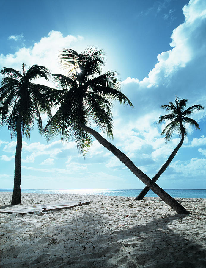 Palms Leaning Over Beach And Wooden Photograph by Henrik Sorensen