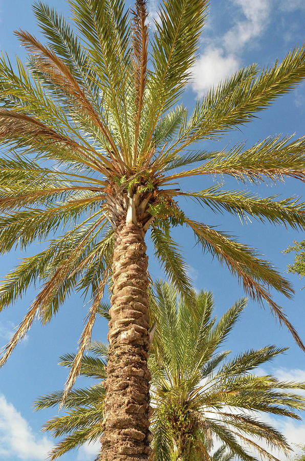 Palms Photograph by Mike O'Shell - Fine Art America