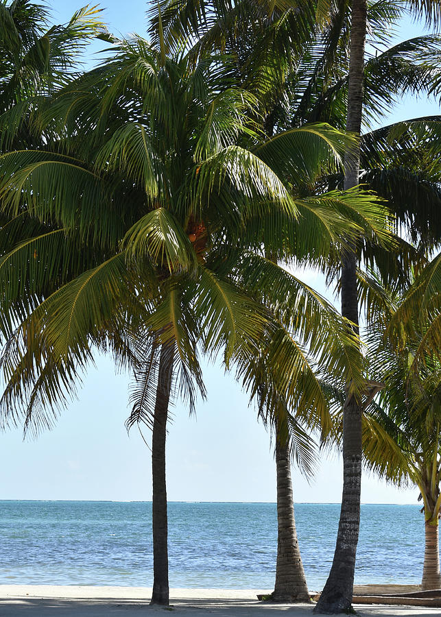 Palms of Belize Photograph by Monica Parsons - Fine Art America