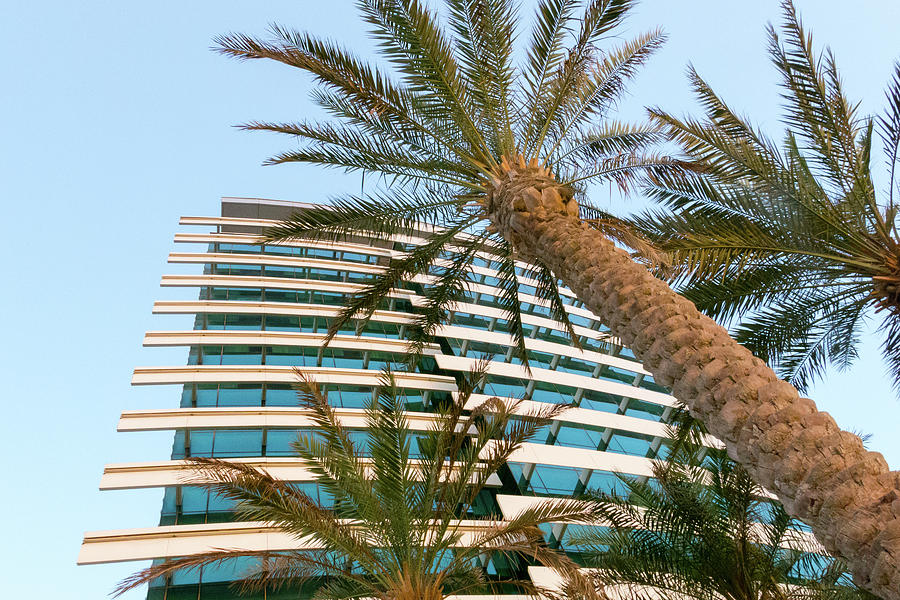 Palms of Dubai Photograph by SR Green