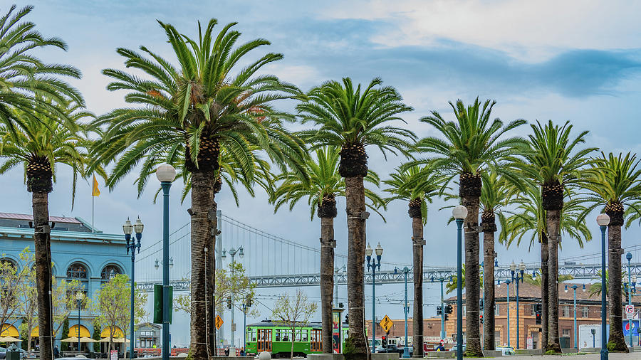 Palms of San Francisco Photograph by Marcy Wielfaert