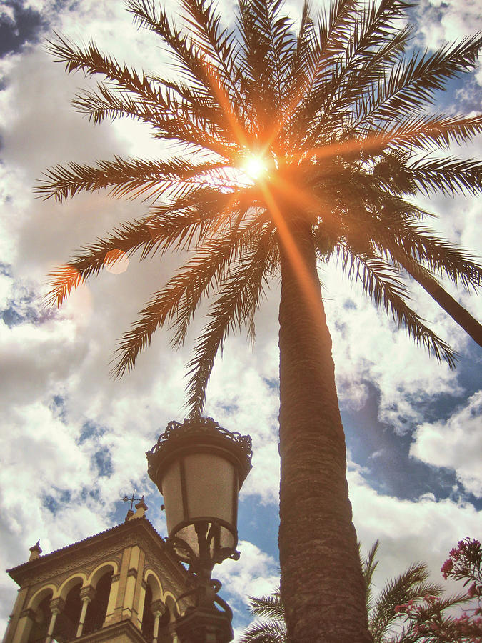 Palms Of Spain Photograph by JAMART Photography