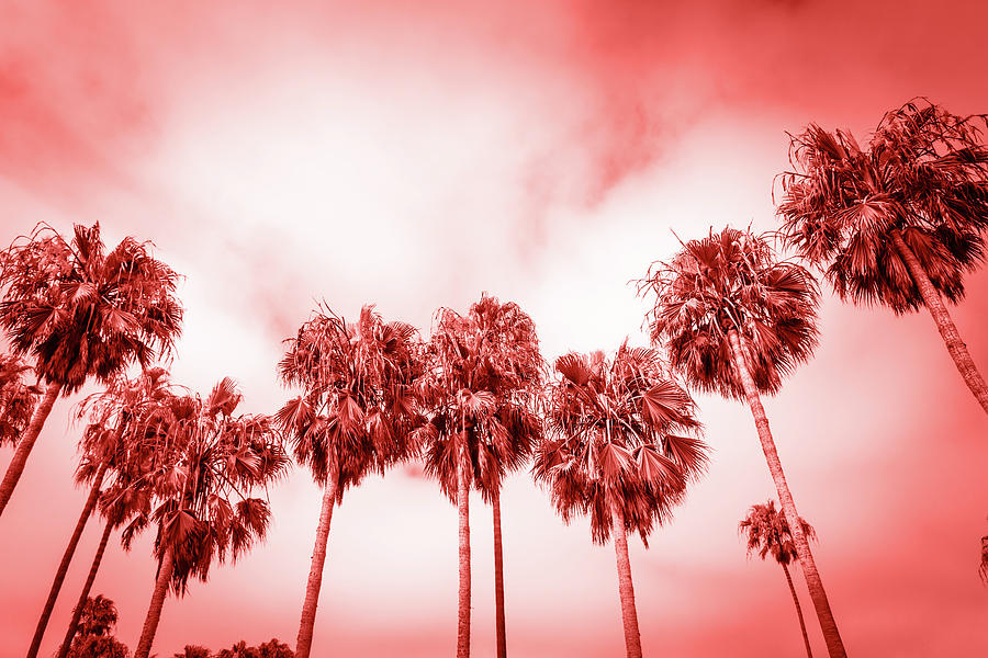 Palms Of Venice Beach In Los Angeles Toned By Living Coral Color Photograph