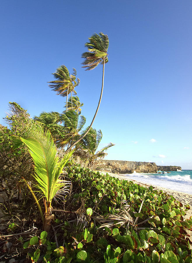 Beach Photograph - Palms on a sandy beach by Guy Roberts