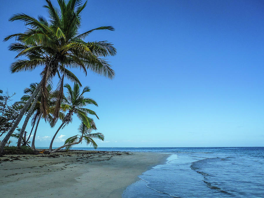 Palms on Beach 1344-1 Photograph by Deidre Elzer-Lento