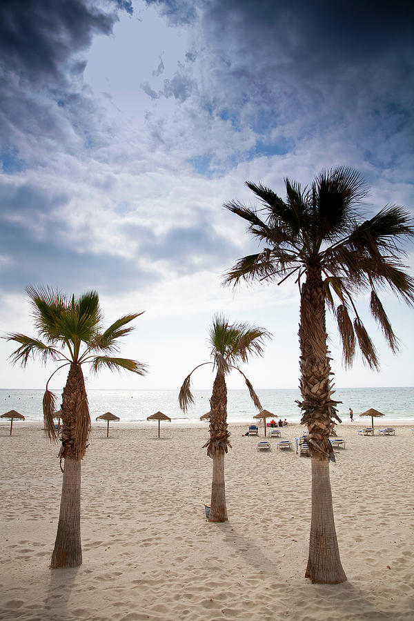 Palms On Beach Photograph by Jordi Jerez (jjdigital)