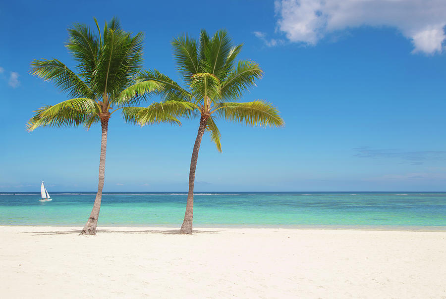 Palms On Mauritius Photograph by Jan-otto