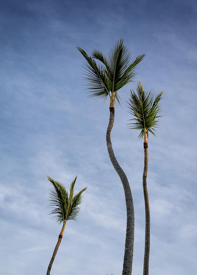 Three Palms #1 Photograph by Shirley Mitchell