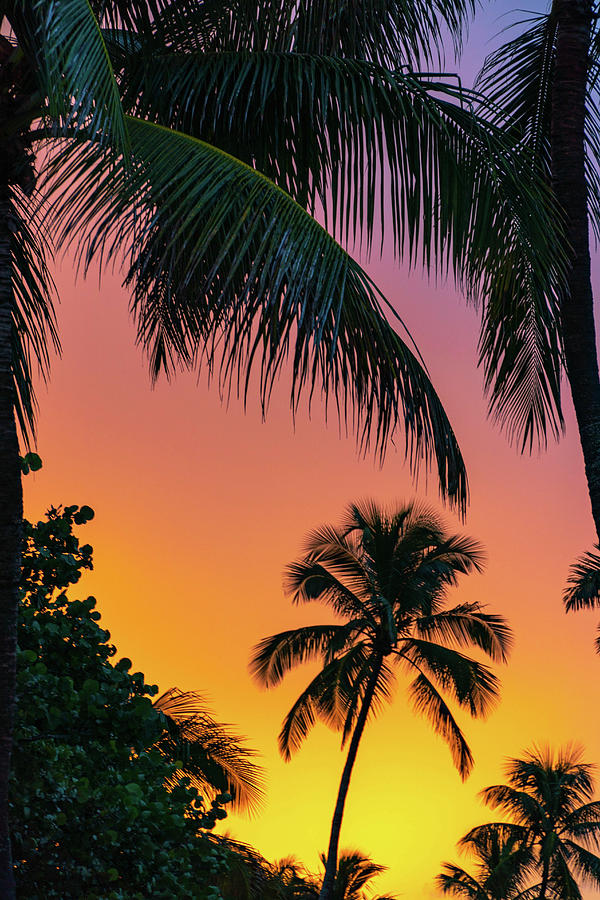Palmtree Glow Photograph