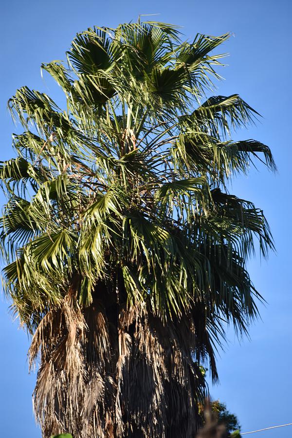 Palmyra Palm Trees Photograph by Marta Pawlowski - Fine Art America