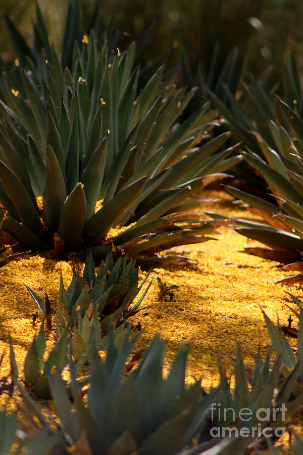 Palo Brea Blossoms Covering Agave Gardens Photograph by Colleen Cornelius