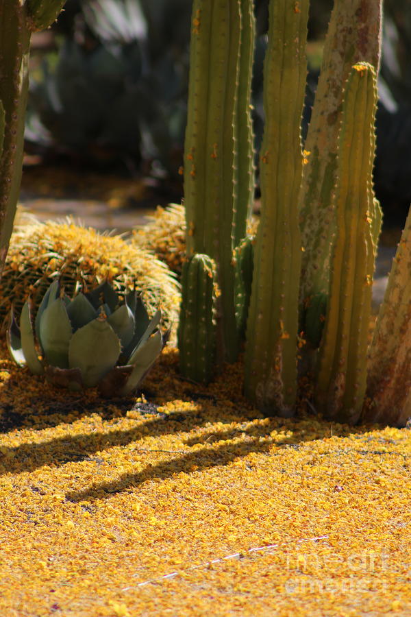 Palo Brea Blossoms and Cactus Garden Photograph by Colleen Cornelius