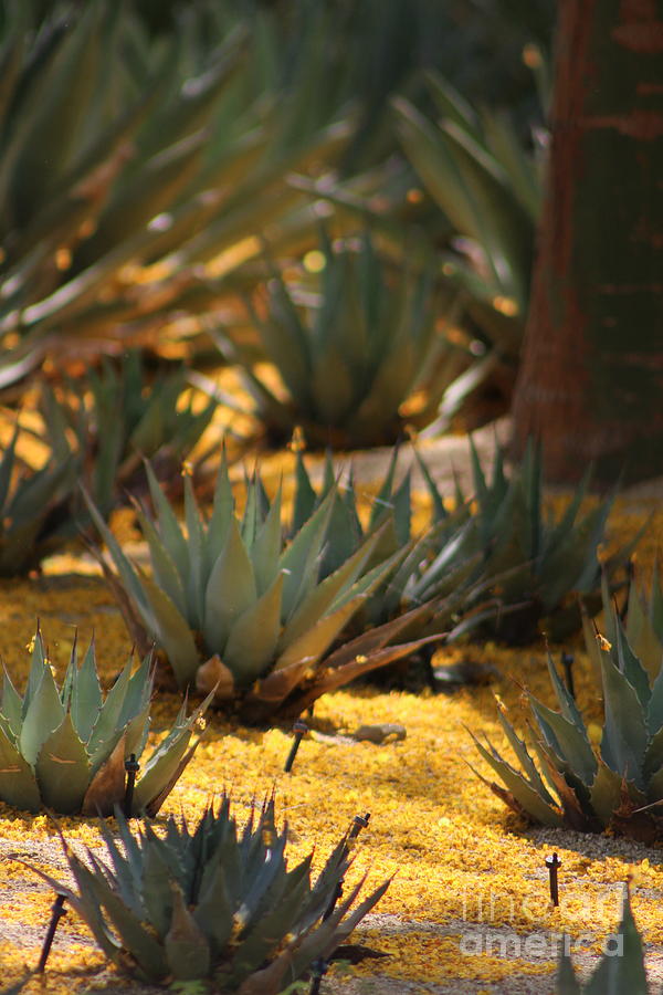Palo Brea Flowers Covering Agave at Sunnyland Photograph by Colleen Cornelius