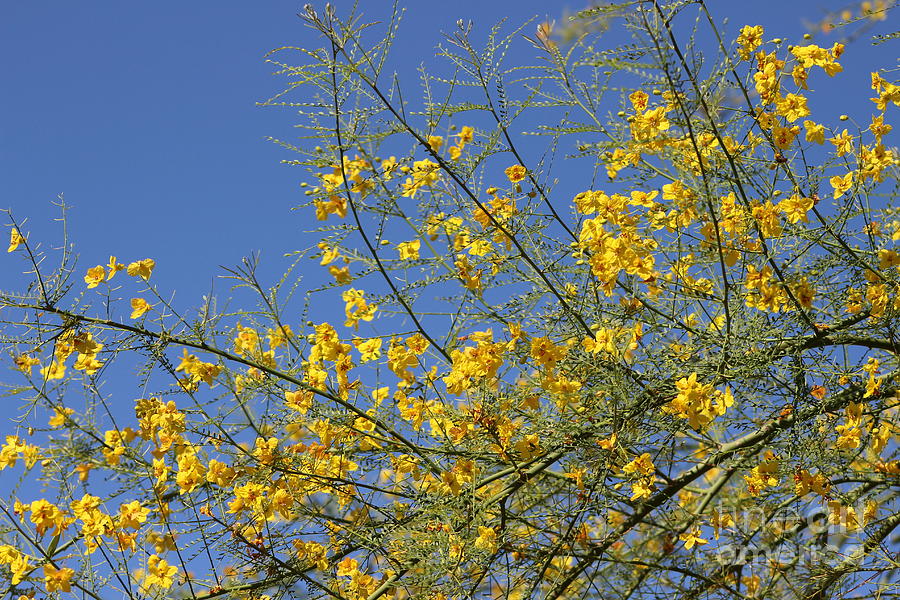 Spring Photograph - Palo Brea Tree in Bloom against Desert Sky by Colleen Cornelius