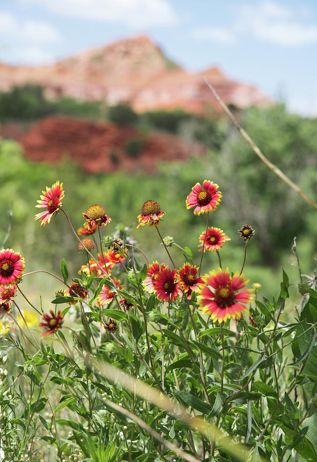 Palo Duro Canyon State Park Photograph by Andrea Anderegg