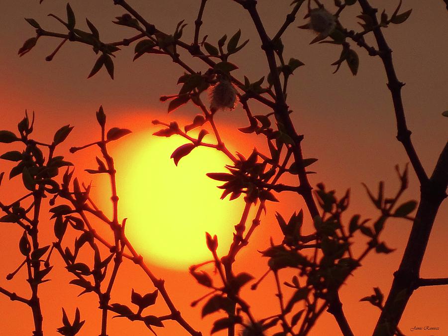 Palo Verde Silhouette Photograph by Jamie Ramirez | Fine Art America