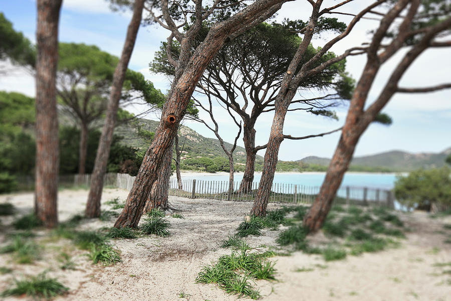 Beach Digital Art - Palombaggia Beach, Porto-vecchio by Riccardo Spila