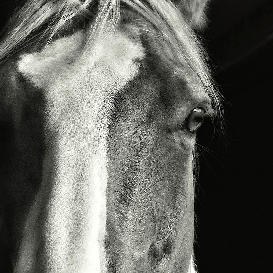 Palomino Photograph by Dressage Design