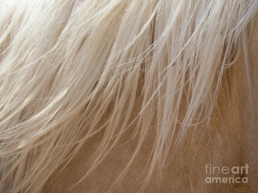 Palomino Horse Mane flowing Photograph by Christy Garavetto
