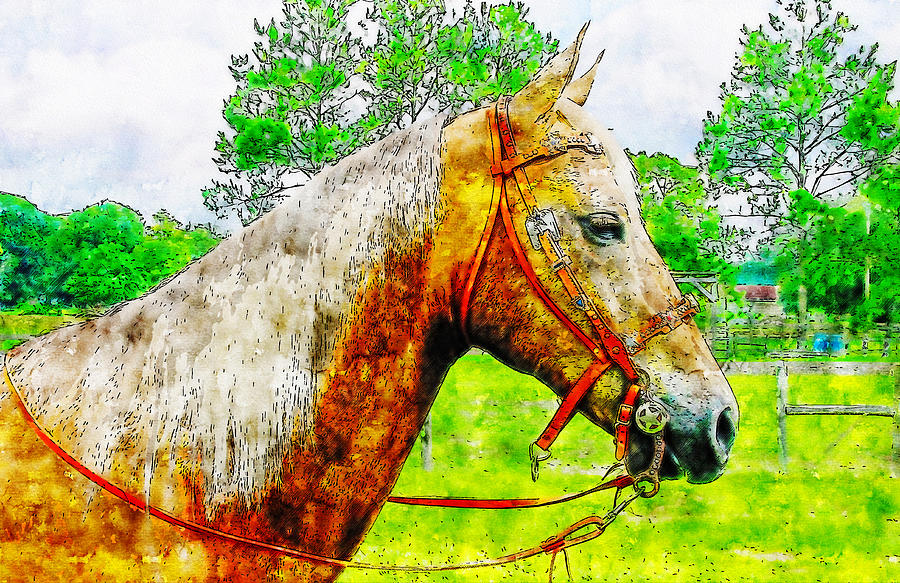 Palomino horse watercolor drawing by Hasan Ahmed Palomino horse watercolor drawing by Hasan Ahmed