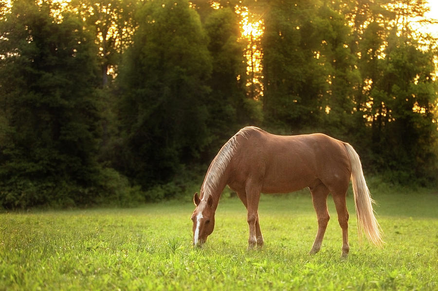 Palomino on Pasture at Sunset by Anett Mindermann Palomino on Pasture at Sunset by Anett Mindermann