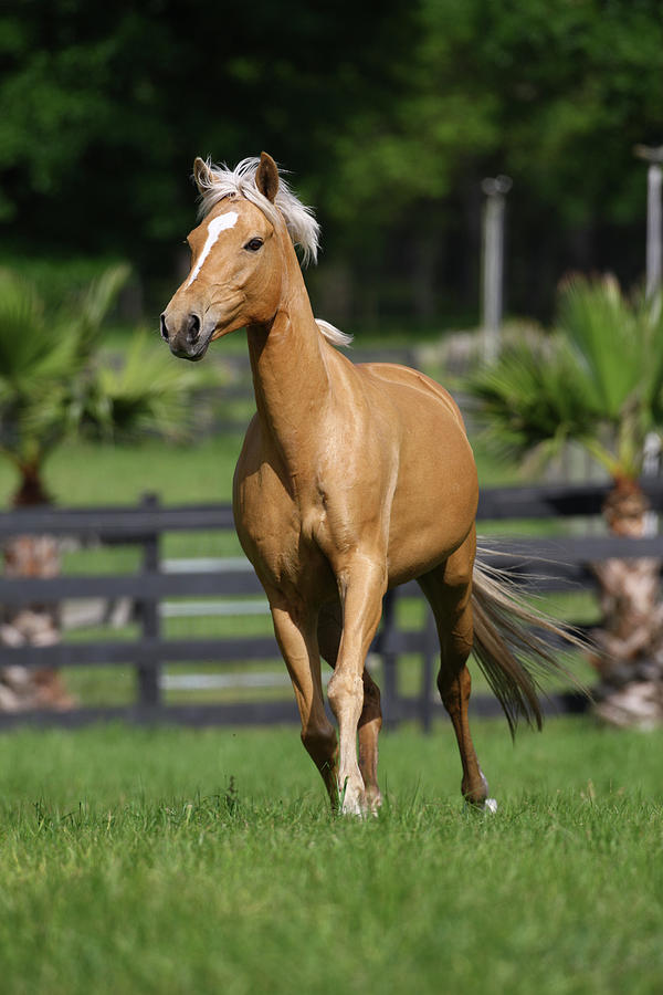 Palomino Warmbloods 013 Photograph by Bob Langrish - Pixels