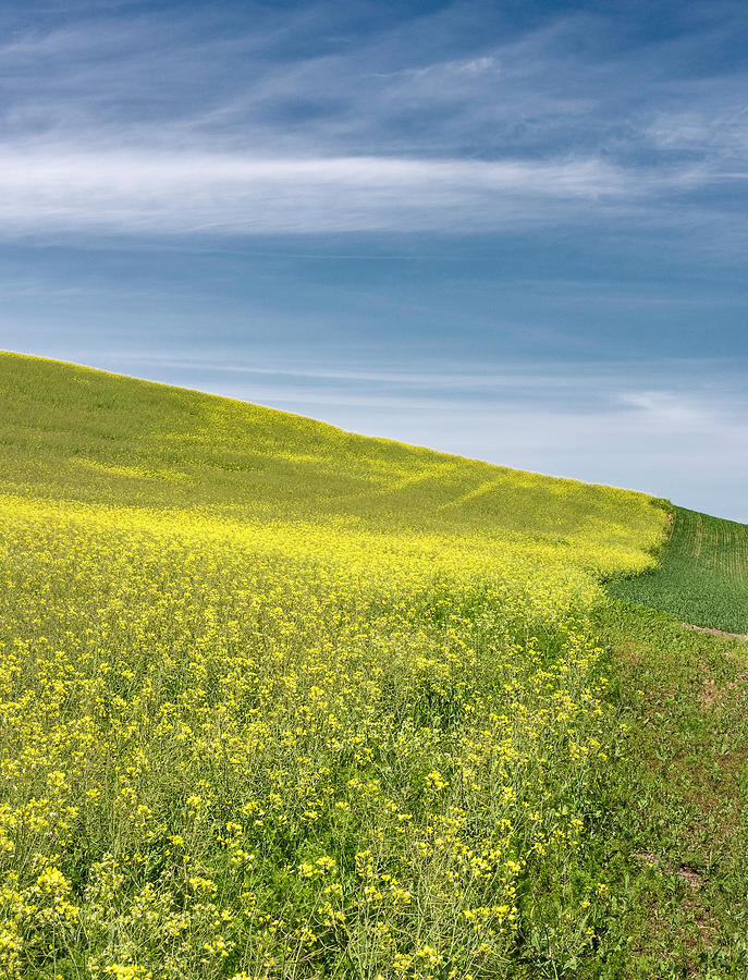 Palouse Canola Field 9452 Photograph by Bob Neiman - Pixels