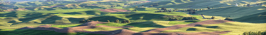 Palouse from Steptoe Butte Photograph by Dave Wilson