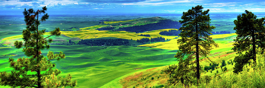 Palouse Hills Canola and Wheat by David Patterson Palouse Hills Canola and Wheat by David Patterson
