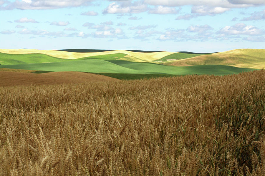 Palouse Rolling Hills Photograph by Photos By By Deb Alperin