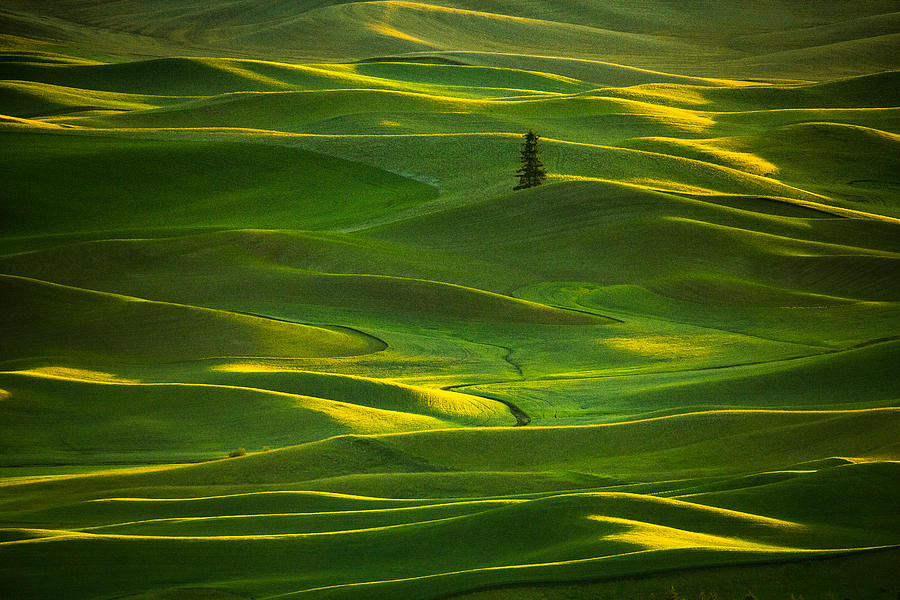 Abstract Photograph - Palouse_5 by April Xie