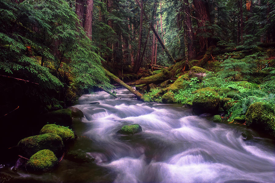 Pamilia Creek, Cascade Mountains Photograph by Bob Pool