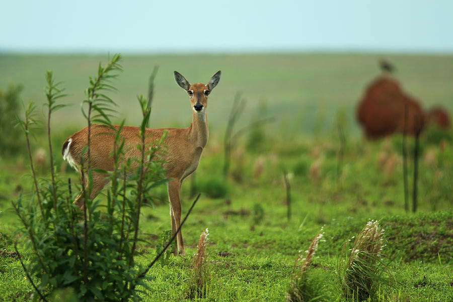 Pampas Deer In Typical Cerrado Landscape Photograph by Peter Schoen
