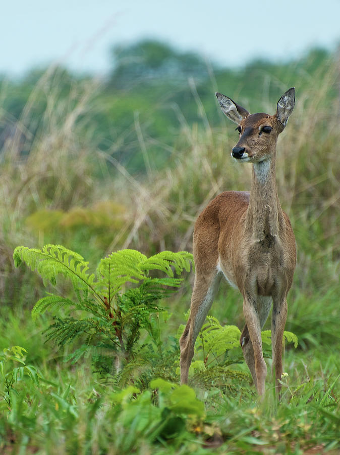 Pampas Deer Photograph by Peter Schoen