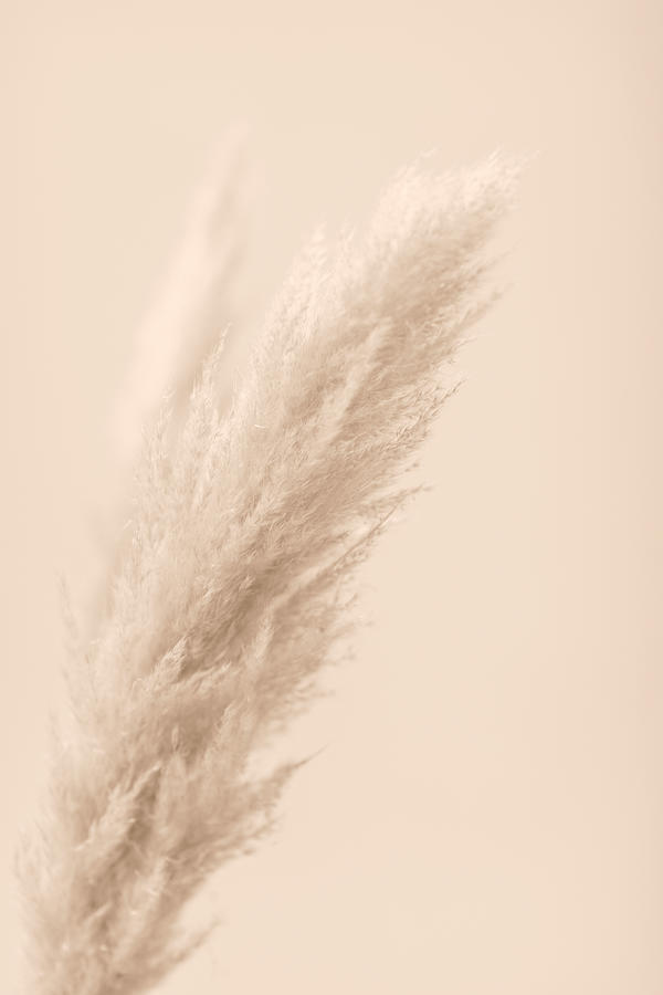 Still Life Photograph - Pampas Grass Beige 07 by 1x Studio Iii