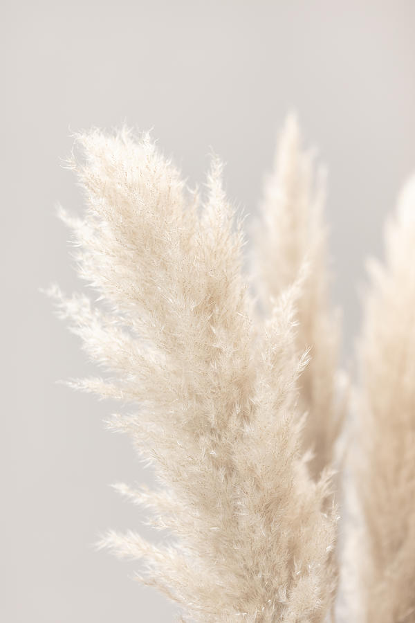 Pampas Grass Grey 03 Photograph by 1x Studio Iii - Fine Art America