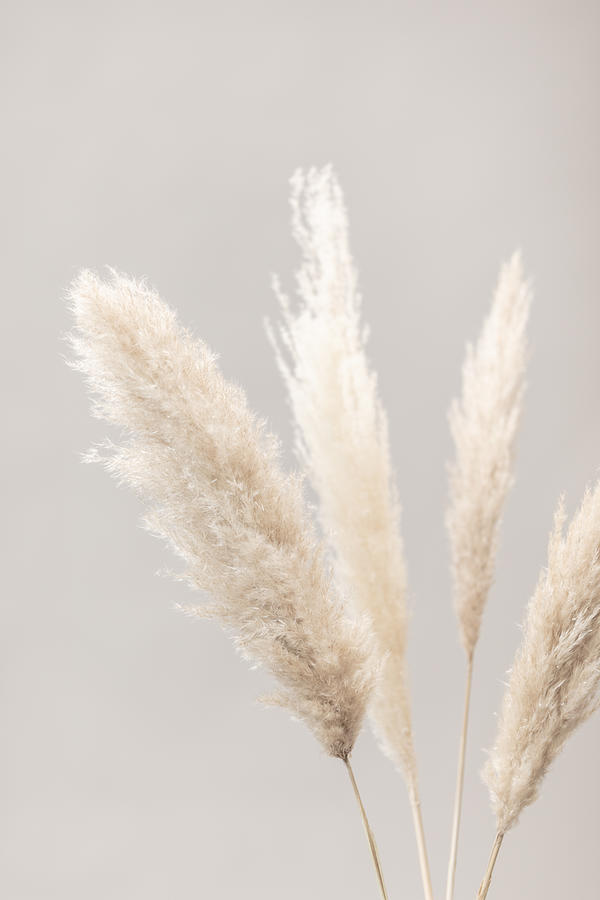 Pampas Grass Grey 06 Photograph by 1x Studio Iii - Fine Art America