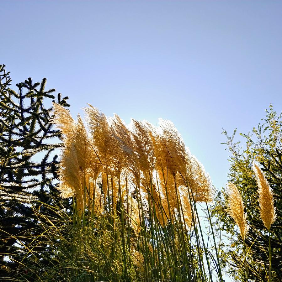 Pampas Grass Photograph - Pampas Grass in the Sunlight by Darrell MacIver
