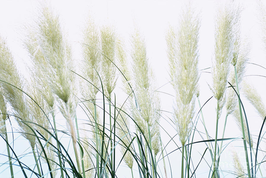Nature Photograph - Pampas Grass by Jane Sugarman/science Photo Library