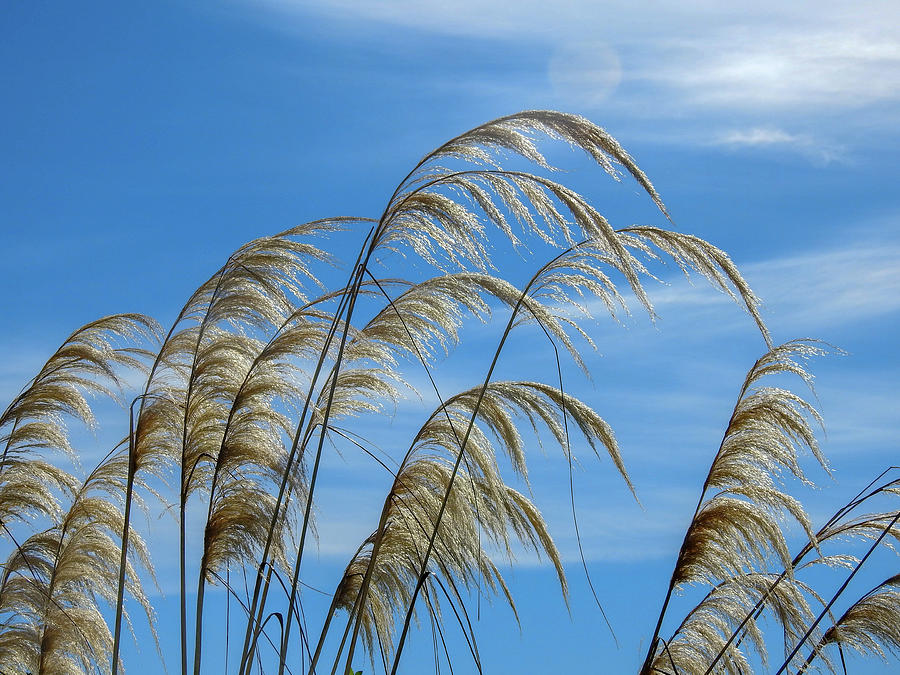 Pampas Grass and Blue Sky Photograph by Lisa Crawford | Fine Art America