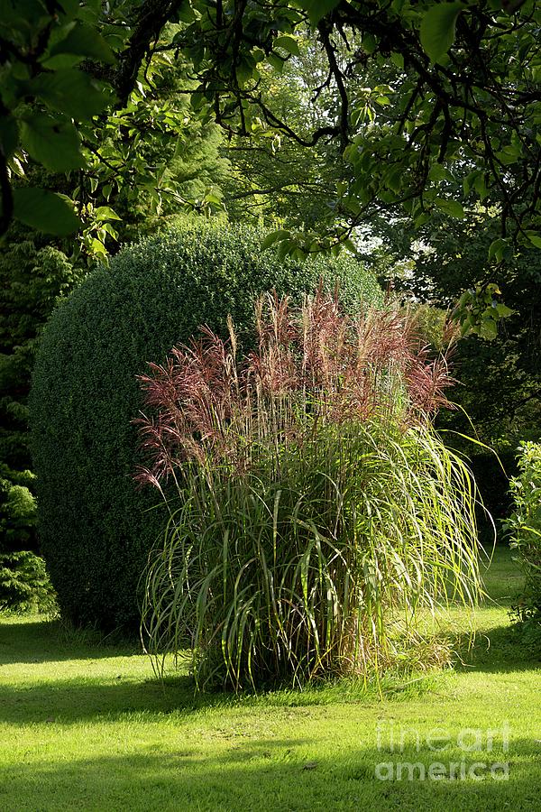 Pampas Grass Photograph - Pampas Grass by Sheila Terry/science Photo Library