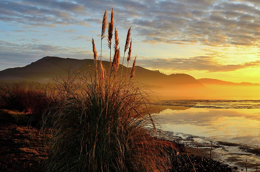 Pampas Grass Sunset Netarts Oregon Photograph by Jack Andreasen