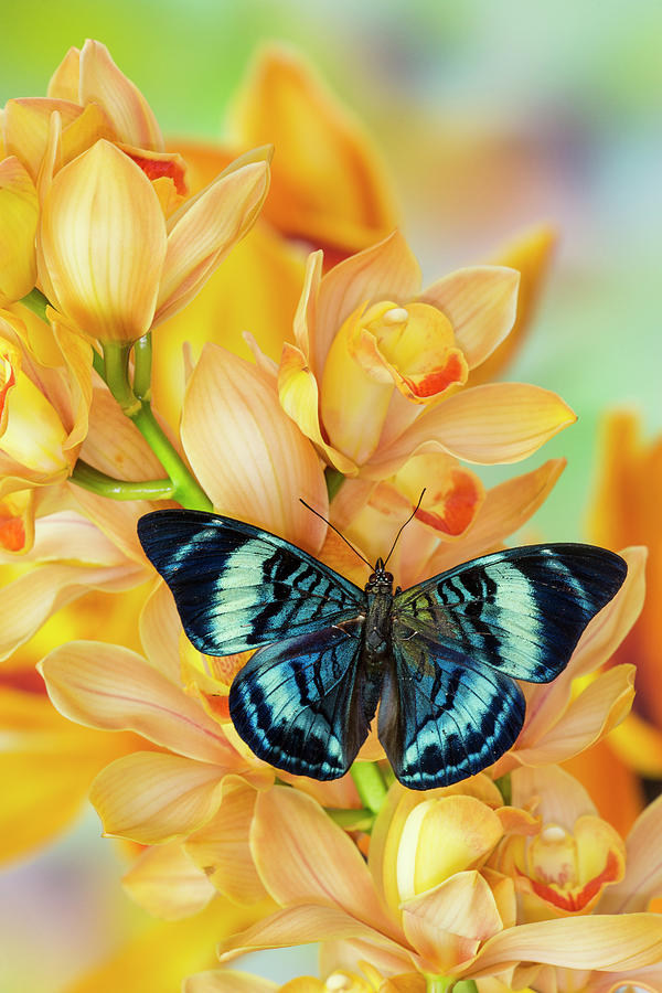 Cymbidium Photograph - Panacea Procilla Tropical Butterfly by Darrell Gulin