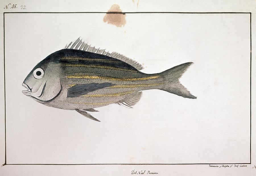 Panama Fish - 18th Century. Drawing by Jose Cardero -1766-1811-