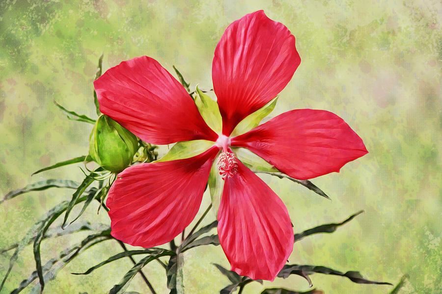 Panama Red Hibiscus Flower Photograph by Gaby Ethington