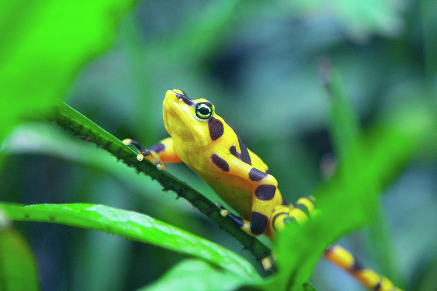 Panamanian Golden Frog Photograph by SR Green