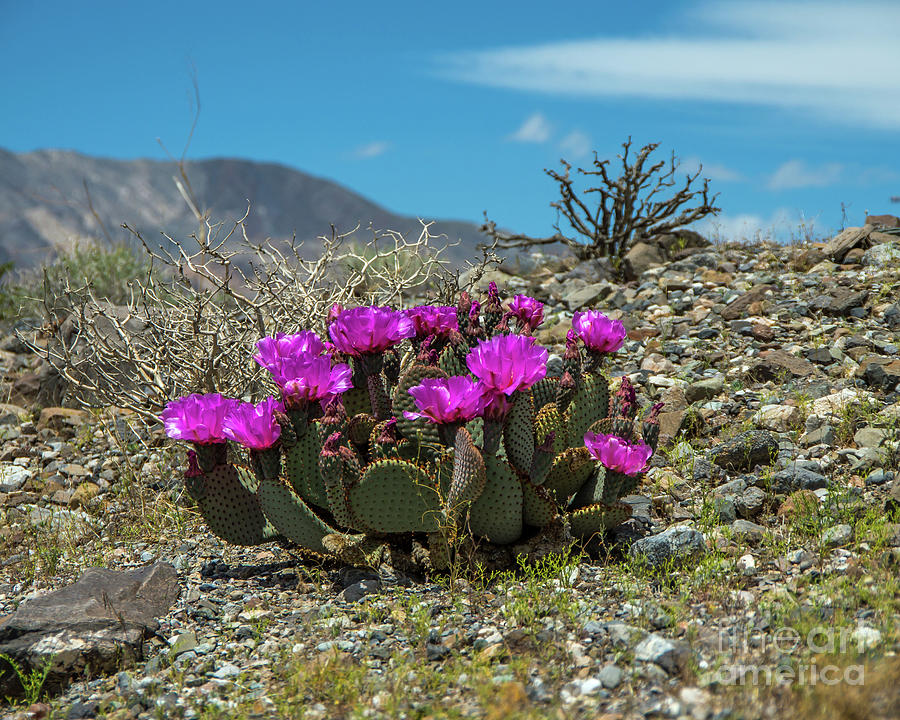 Mountain Photograph - Panamint Cactus by Stephen Whalen