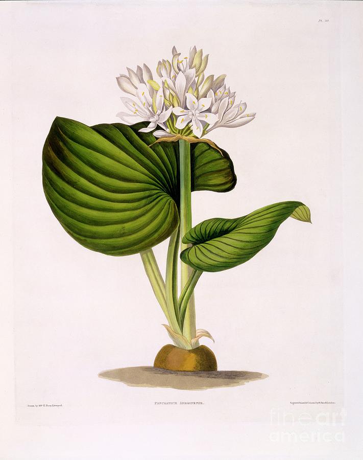 Pancratium Amboinense Drawing by Heritage Images